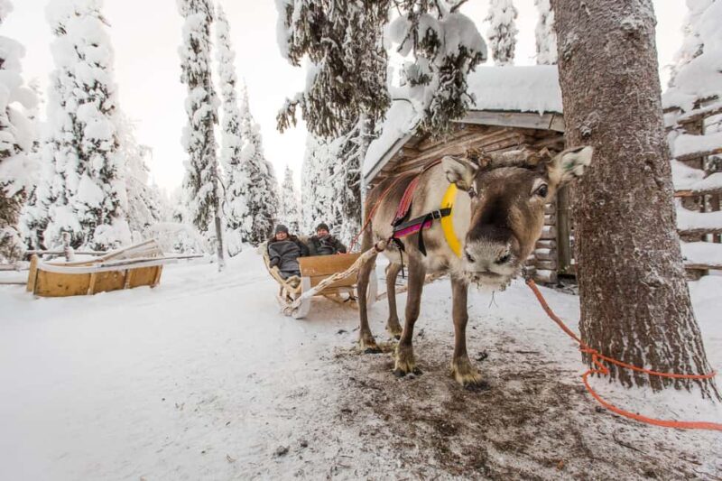 Ruka: Reindeer Ride with Feeding - Key Points
