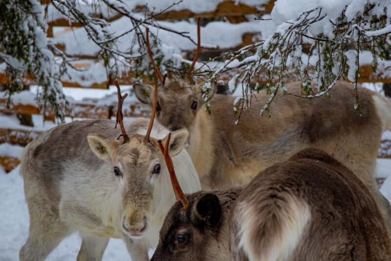 Ruka: Reindeer Ride with Snacks and Storytime - The Unique Setting of Lammintupa Winter Village in Ruka