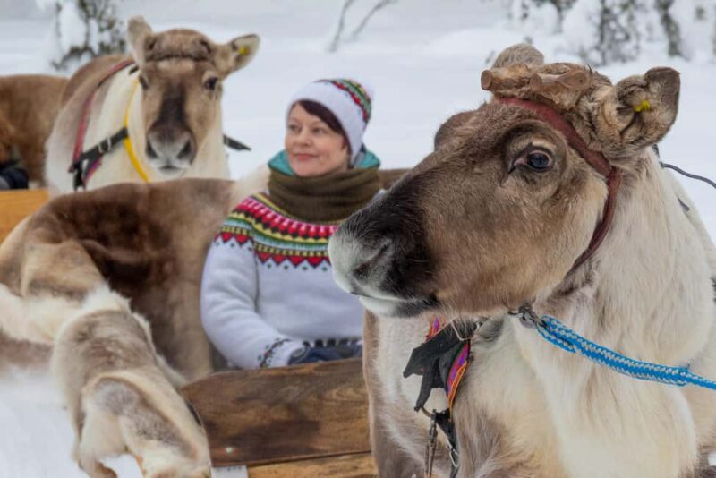 Ruka: Reindeer Ride with Snacks and Storytime - Feeding Reindeer and Photo Opportunities with These Gentle Creatures