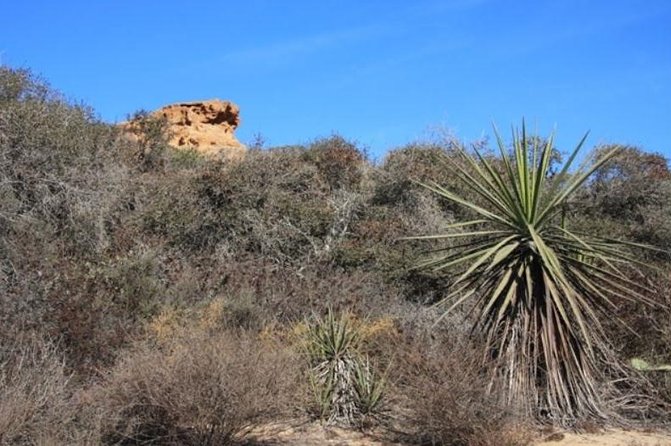 Runyon Canyon Hiking Tour - The Value of the Runyon Canyon Guided Tour