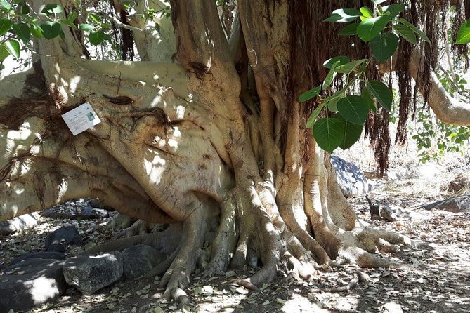 Rural And Hiking Expedition In Sierra La Laguna - Cooling Off in La Poza Oscuras Refreshing Waters