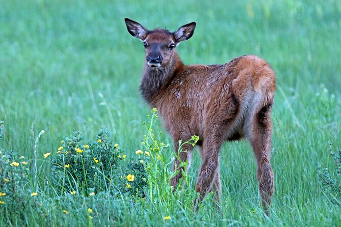 Rutting Around Elk Viewing Tour - Key Points