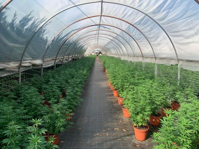 S. Donà di Piave-Jesolo-Hemp & Beer - Nature Tour and Beer Tasting - Exploring the Greenhouse: A Close Look at Cannabis Sativa