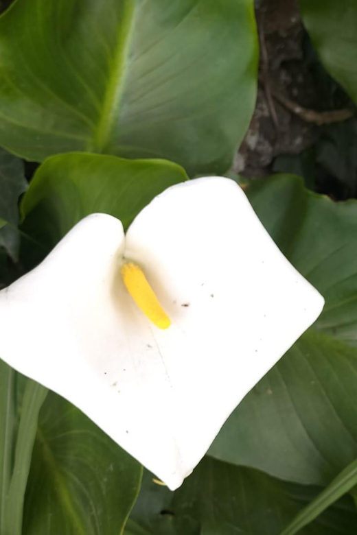 S. Miguel: Snorkeling adventure in Caloura - Practical Details and What to Bring