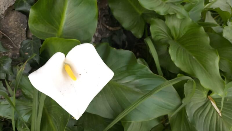 S. Miguel: Snorkeling adventure in Caloura - The Sum Up: A Flexible, Family-Friendly Marine Adventure