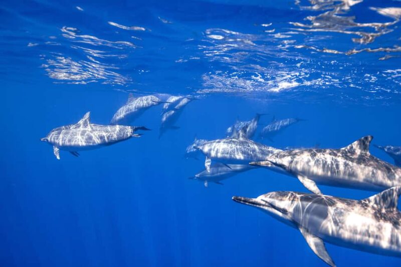 S. Tenerife: 2 Dives for Beginners (Beach + Boat Experience) - Key Points