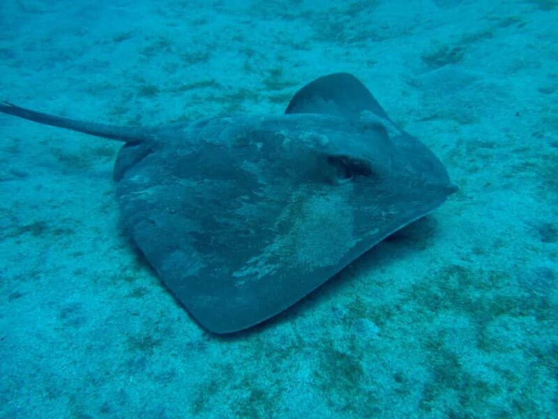 S. Tenerife: 2 Dives for Beginners (Beach + Boat Experience) - Who Is This Tour Ideal For?