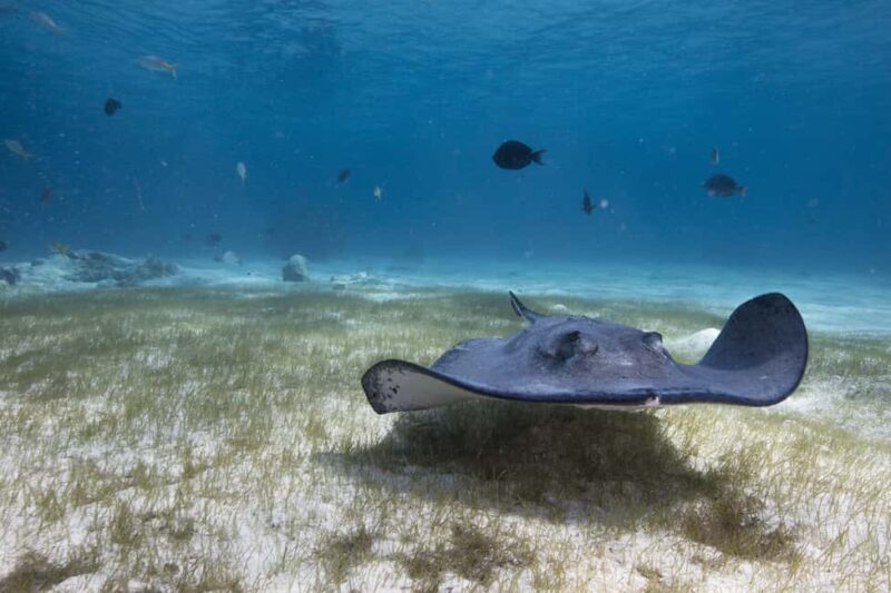 S. Tenerife: 2 Dives for Beginners (Beach + Boat Experience) - The Experience Provider: Aqua-Marina