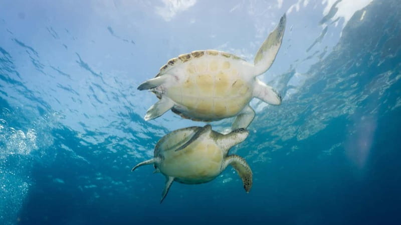 S Tenerife: Guided Boat Dive for Qualified Divers - What’s Included in the Dive Experience