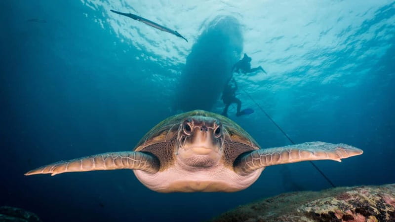 S Tenerife: Guided Boat Dive for Qualified Divers - The Appeal of Tenerife’s Dive Sites