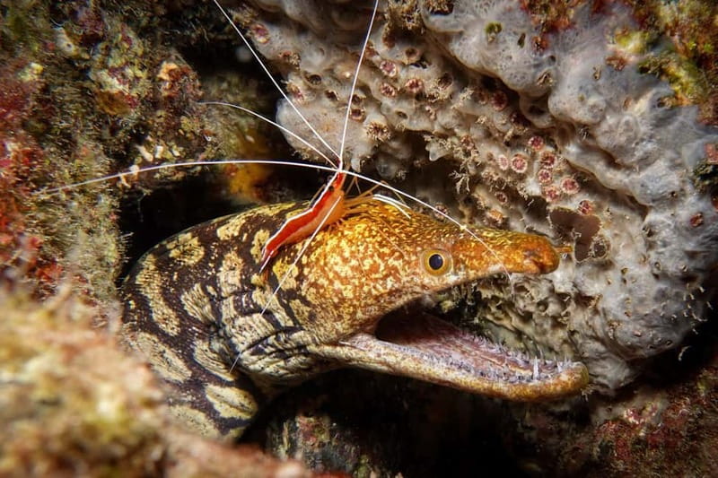 S Tenerife: Guided Boat Dive for Qualified Divers - Authentic Experiences with a Trusted Provider