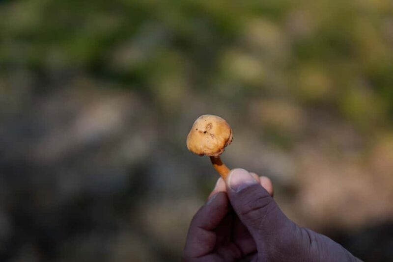 Saariselkä: Forest Treasures Excursion with Outdoor Lunch - The Open-Fire Lunch: Tasting Local Ingredients