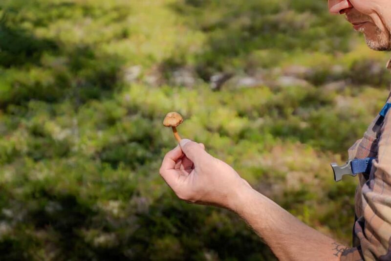 Saariselkä: Forest Treasures Excursion with Outdoor Lunch - The Role of the Expert Guide from Wilderness Hotel Muotka