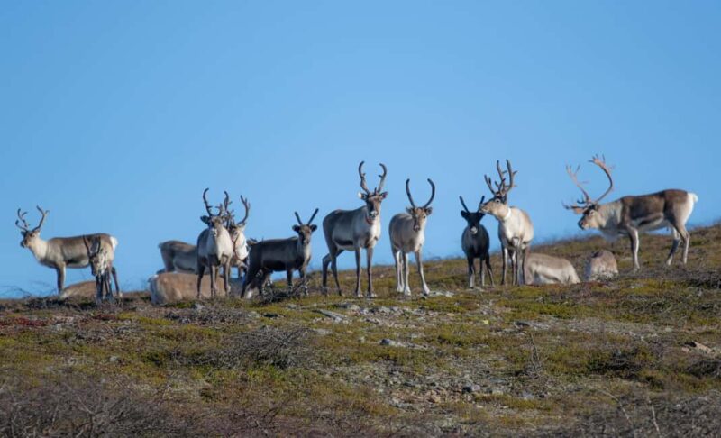 Saariselkä: Hiking Day with Lunch in Kiilopää - Key Points