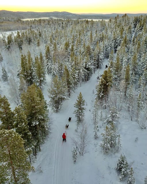 Saariselkä: Husky Safari with kennel visit - Exciting Husky Safari in Lapland with Kennel Visit for $226