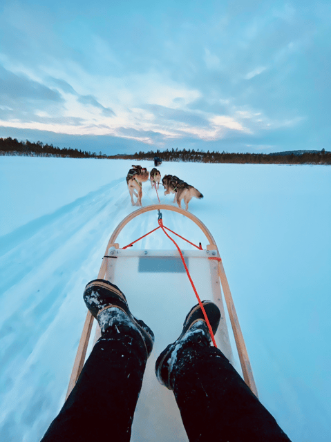 Saariselkä: Husky Safari with kennel visit - The Husky Sledding Experience and Driving Instructions