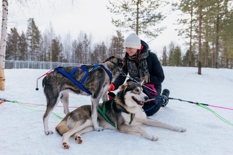 Saariselkä: Husky Safari with kennel visit - Visiting the Husky Kennel: Interaction and Photos