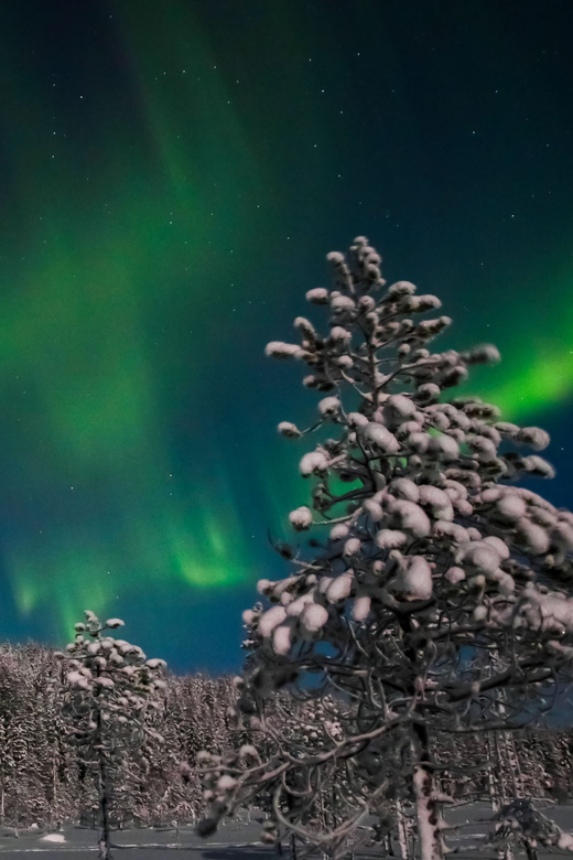 Saariselkä: Northern Lights Hunting Snowshoe Trip - Who Will Enjoy This Tour the Most