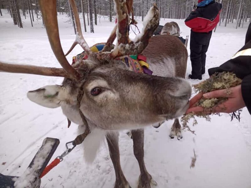 Saariselkä: Northern Lights & Reindeer Sledding Tour - Feeding Friendly Reindeer by the Campfire