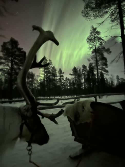 Saariselkä: Northern Lights & Reindeer Sledding Tour - Watching for the Northern Lights