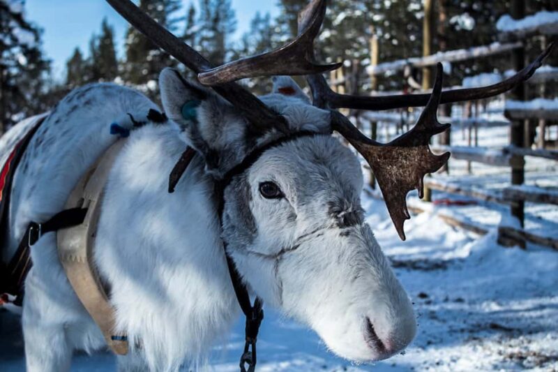 Saariselkä: Reindeer Farm Experience with Snack and Drinks - The Aurora Hut: Warmth and Local Flavors
