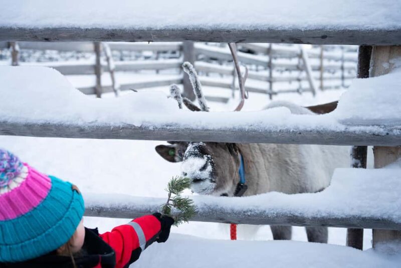 Saariselkä: Reindeer Farm Experience with Snack and Drinks - Aurora Hunting and Arctic Serenity Post-Visit