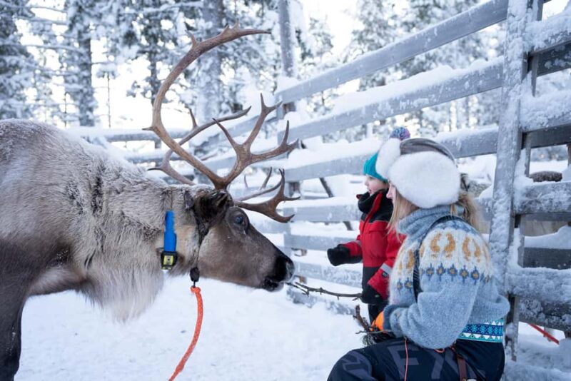 Saariselkä: Reindeer Farm Experience with Snack and Drinks - Who Will Appreciate This Tour