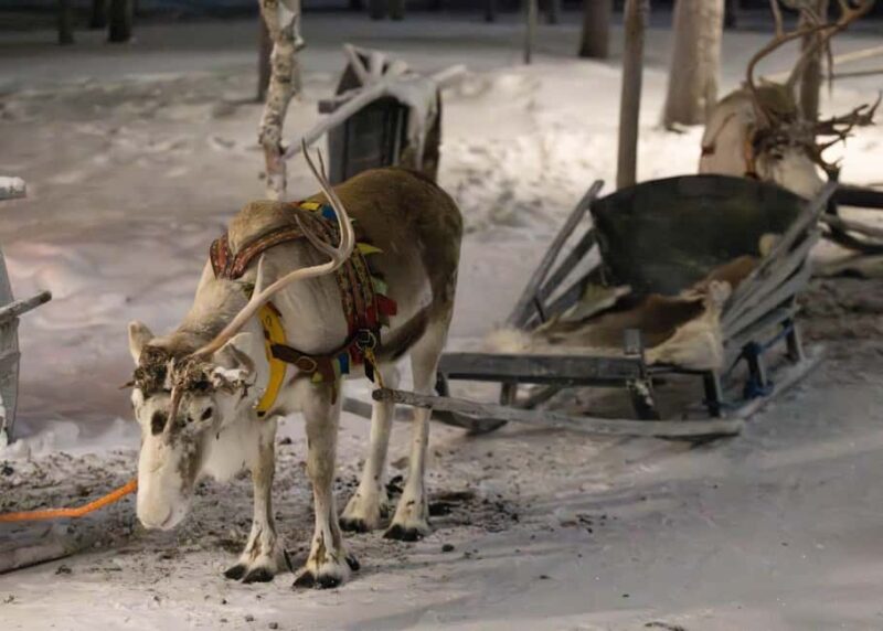 Saariselkä : Reindeer Sleigh Ride with Snacks & Hot Drink - Key Points