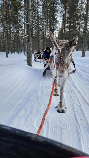 Saariselkä : Reindeer Sleigh Ride with Snacks & Hot Drink - The Cultural Significance of Reindeer in Lapland