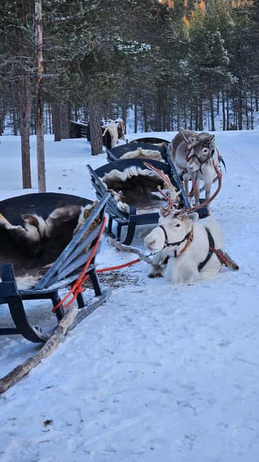 Saariselkä : Reindeer Sleigh Ride with Snacks & Hot Drink - Comparing Similar Reindeer Experiences in Saariselkä