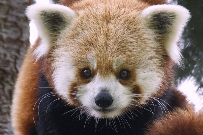 Sacramento Zoo General Admission Ticket - The Sacramento Zoo Experience: General Admission Ticket Details