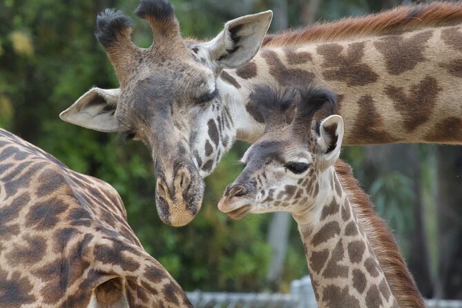 Sacramento Zoo General Admission Ticket - Encountering Iconic Animals and Interactive Exhibits