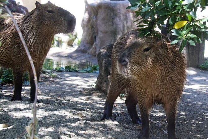 Sacramento Zoo General Admission Ticket - Practical Tips for Visiting Sacramento Zoo