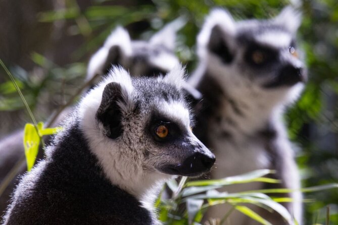 Sacramento Zoo General Admission Ticket - Why Choose this General Admission Ticket?