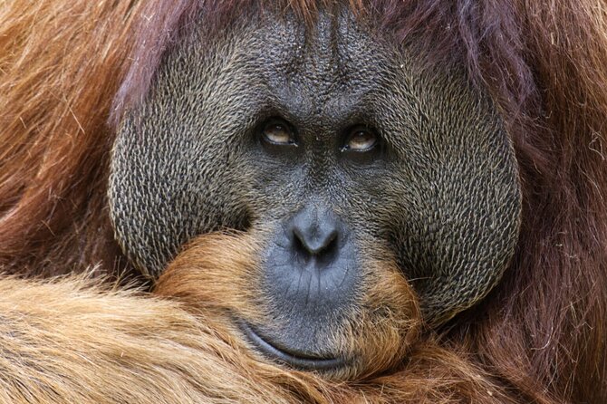 Sacramento Zoo General Admission Ticket - Frequently Asked Questions