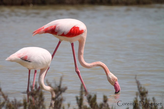 Safari 4x4 Camargue 2 hours - Saintes Maries de la Mer - Private Tour - The Unique Experience of a Private 4x4 Safari in the Camargue