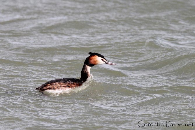 Safari 4x4 Camargue 2 hours - Saintes Maries de la Mer - Private Tour - What Youll See During the Safari: Horses, Bulls, & Birdlife