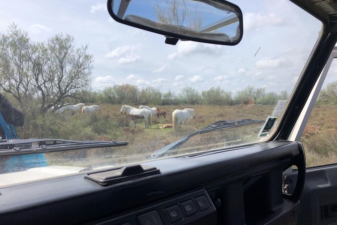 Safari 4x4 Camargue 2 hours - Saintes Maries de la Mer - Private Tour - Clarification on Wild White Horses and Photography