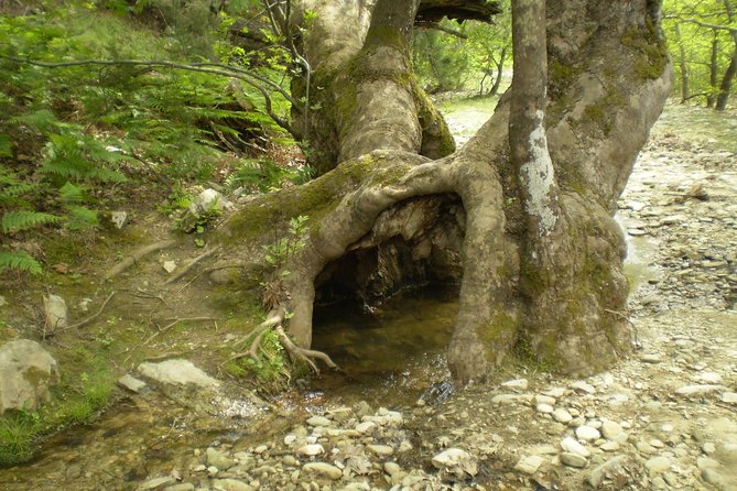 Safari 4x4 in Thassos - Snacks and Refreshments During the Tour