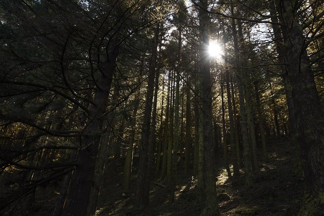 Safari 4x4 Pico Arieiro Santana in Small Group "FlowerEAST" - Passing Through Ribeiro Frio’s Forest