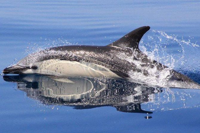 Safari & Boat Tour - Mountains & Dolphins - Scenic Coastal Boat Trip from Albufeira Marina