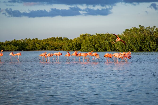 Safari in Rio Lagartos, Coloradas and Mayan Bath - Guide Expertise and Tour Pacing