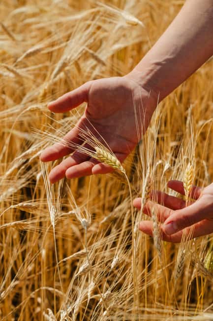 Safari Verde: nature, wildlife, and lunch in the woods - Lunch in the Woods: Curing Tastes in a Rustic Setting