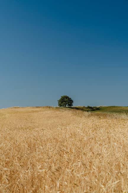 Safari Verde: nature, wildlife, and lunch in the woods - Practical Details: Duration, Guides, and Booking