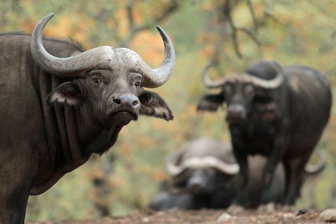 Safari West Sonoma Adventure Tour - Guest Reviews: Consistent Praise and Notable Tips