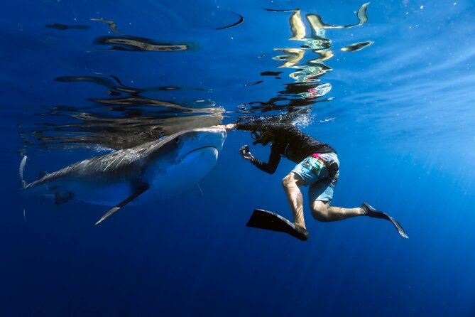 Safe and Educational Shark Dive from Haleiwa: Sharks Guaranteed - Clear and Trustworthy Shark Encounters from Haleiwa