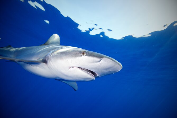 Safe and Educational Shark Dive from Haleiwa: Sharks Guaranteed - Safety Measures and Expert Guidance