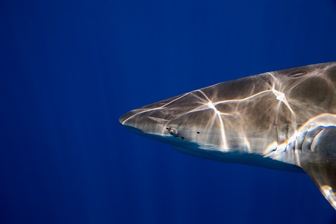 Safe and Educational Shark Dive from Haleiwa: Sharks Guaranteed - The Cost and What’s Included