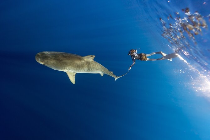Safe and Educational Shark Dive from Haleiwa: Sharks Guaranteed - The Variety of Marine Life Encountered