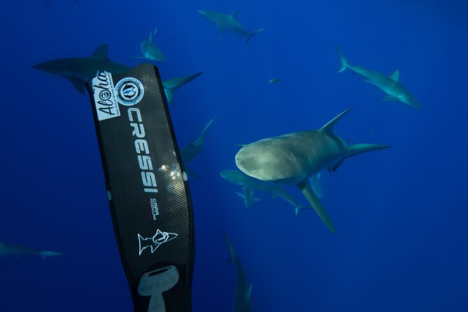 Safe and Educational Shark Dive from Haleiwa: Sharks Guaranteed - Timing and Flexibility of the Schedule
